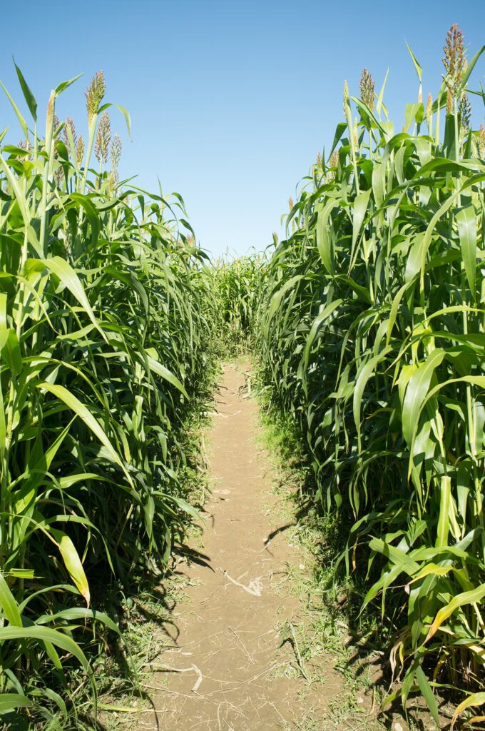 Corn Maze